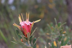 Lambertia formosa