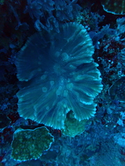 Pectinia paeonia