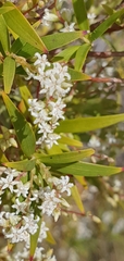 Leucopogon affinis