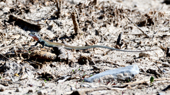 Aspidoscelis gularis