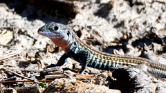 Aspidoscelis gularis