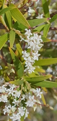Leucopogon affinis