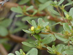 Portulaca oleracea