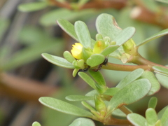 Portulaca oleracea