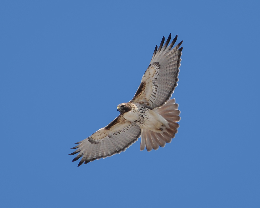 Eastern Red-tailed Hawk (Subspecies Buteo jamaicensis borealis
