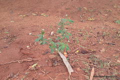 Plantae