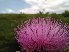 Cirsium altissimum