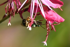 Agapostemon