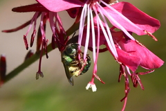 Agapostemon