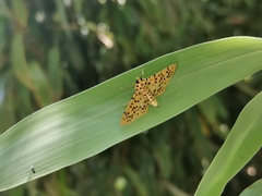 Conogethes punctiferalis