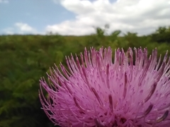 Cirsium altissimum