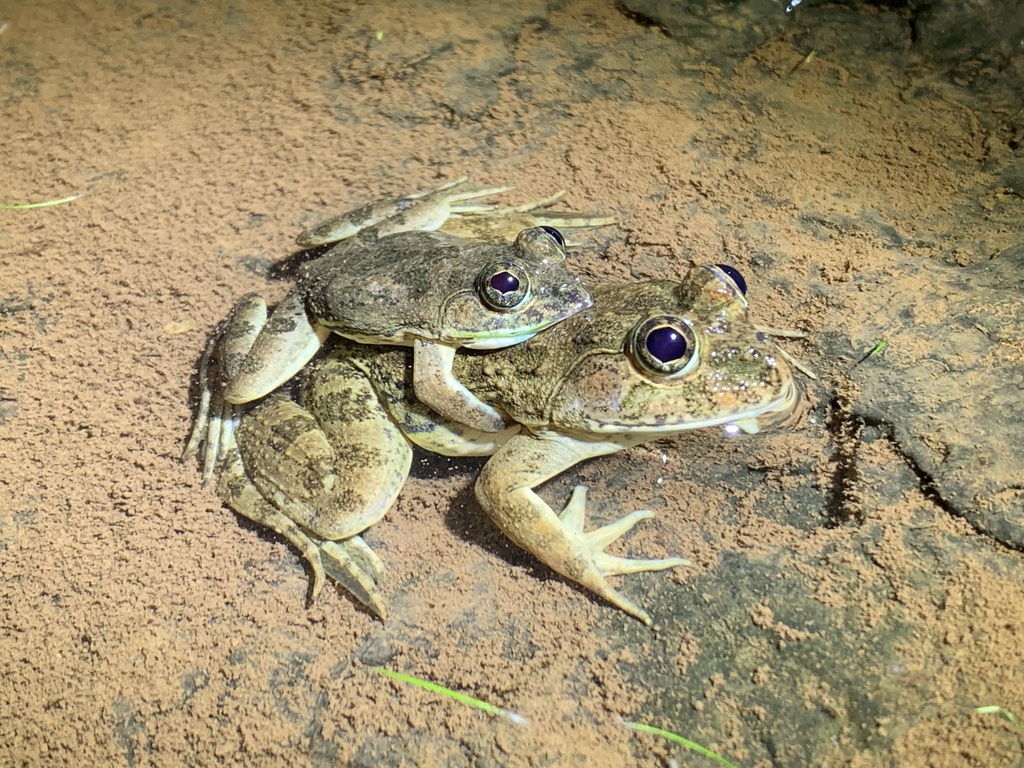 Jaladhara Skittering Frog