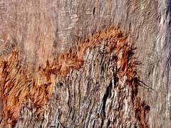 Eolophus roseicapilla
