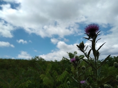 Cirsium altissimum