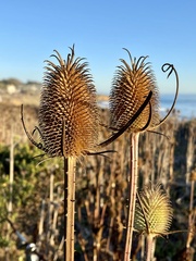 Dipsacus sativus