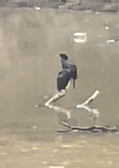 Phalacrocorax sulcirostris