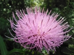 Cirsium altissimum