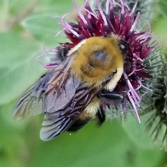 Bombus griseocollis
