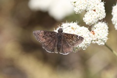 Erynnis tristis