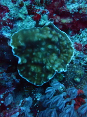 Leptoseris explanata