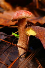 Aureoboletus russellii