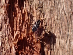 Eolophus roseicapilla