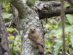 Glaucidium brasilianum