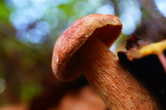 Aureoboletus russellii