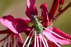 Agapostemon