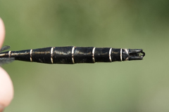 Somatochlora albicincta