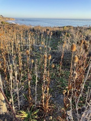 Dipsacus sativus
