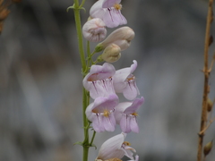 Penstemon palmeri