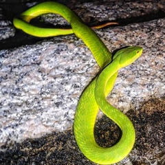 Trimeresurus albolabris