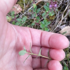 Thymus serpyllum