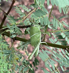 Schistocerca