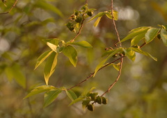 Huberantha cerasoides