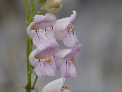 Penstemon palmeri