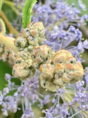 Ceanothus thyrsiflorus