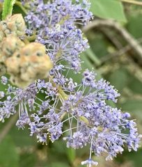 Ceanothus thyrsiflorus