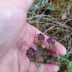 Thymus serpyllum