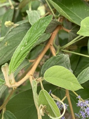 Ceanothus thyrsiflorus