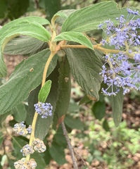 Ceanothus thyrsiflorus