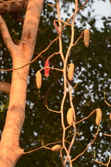 Scindapsus officinalis