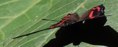 Ancyluris etias