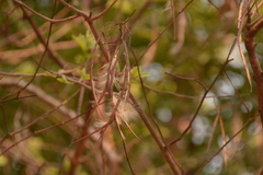 Holarrhena pubescens