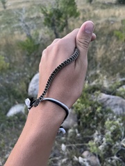 Coluber constrictor flaviventris