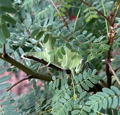 Schistocerca