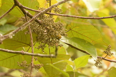 Macaranga denticulata