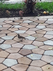 Turdus ignobilis