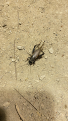 Gryllus pennsylvanicus